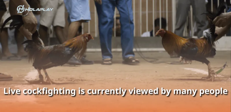 Live cockfighting is currently viewed by many people