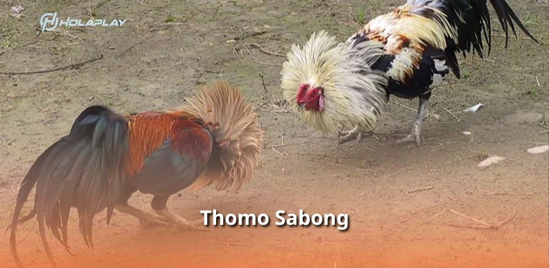 Thomo Sabong