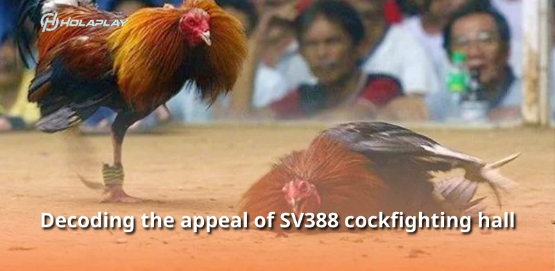 Decoding the appeal of SV388 cockfighting hall