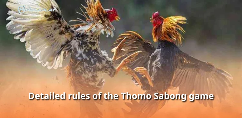 Detailed rules of the Thomo Sabong game