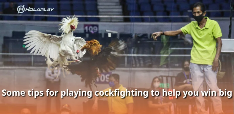 Some tips for playing cockfighting to help you win big